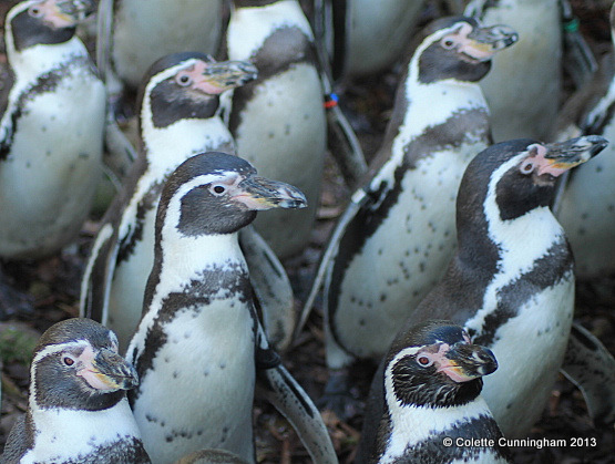 Humboldt Penguins