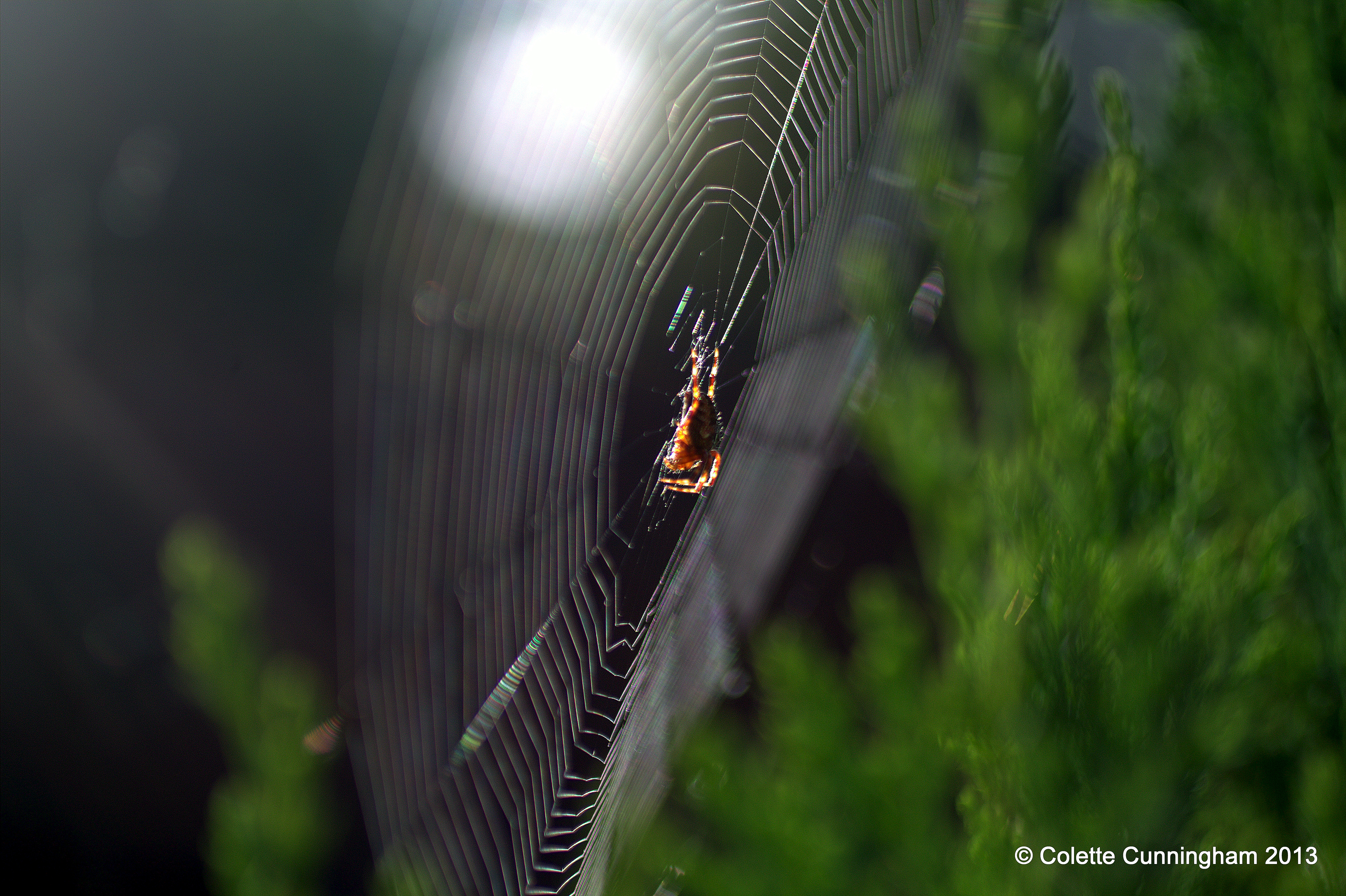European Garden Spider in the evening sunshine