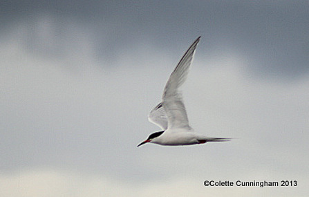 Sea Tern in Flight
