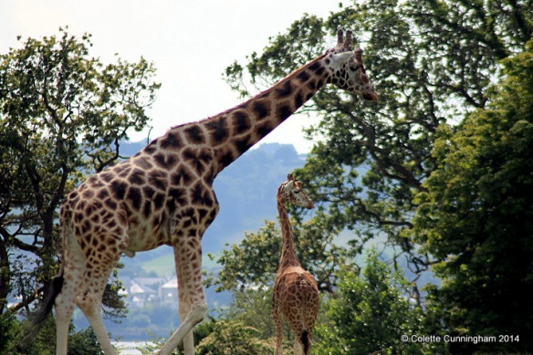 Rothchild Giraffes